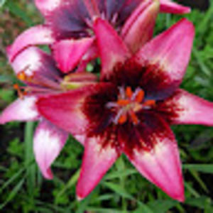 Meet your Posher, Victoria